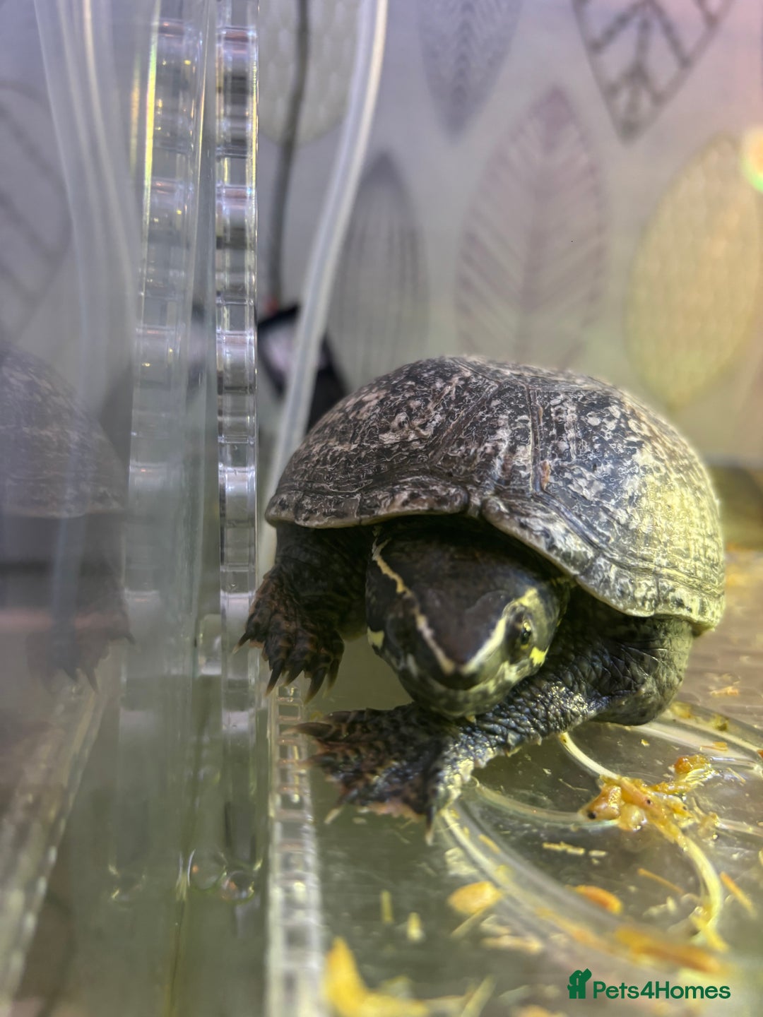 Turtle reptiles for sale: Female Musk Turtle  - Advert 3