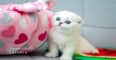 Scottish Fold cats - Advert 6