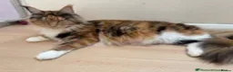 Maine Coon cats for sale: 2 Maine coon kittens  - Advert 19