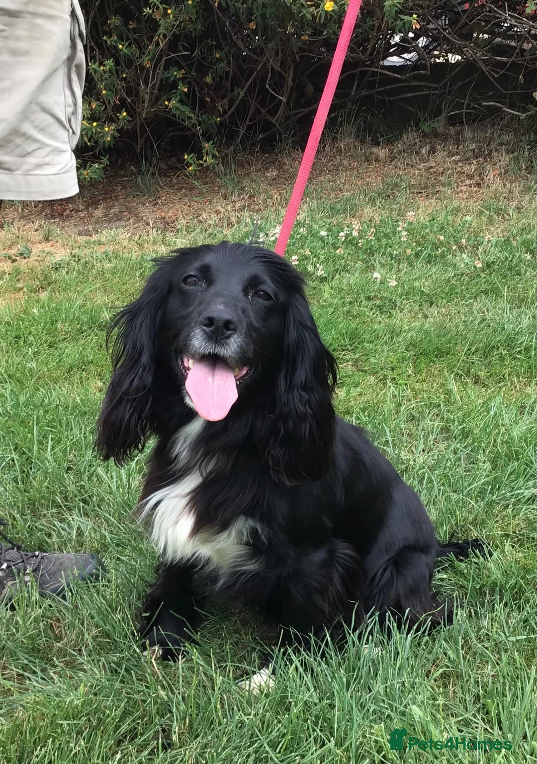Cocker Spaniel dogs for sale: Gorgeous little working cocker spaniel girl - Advert 2