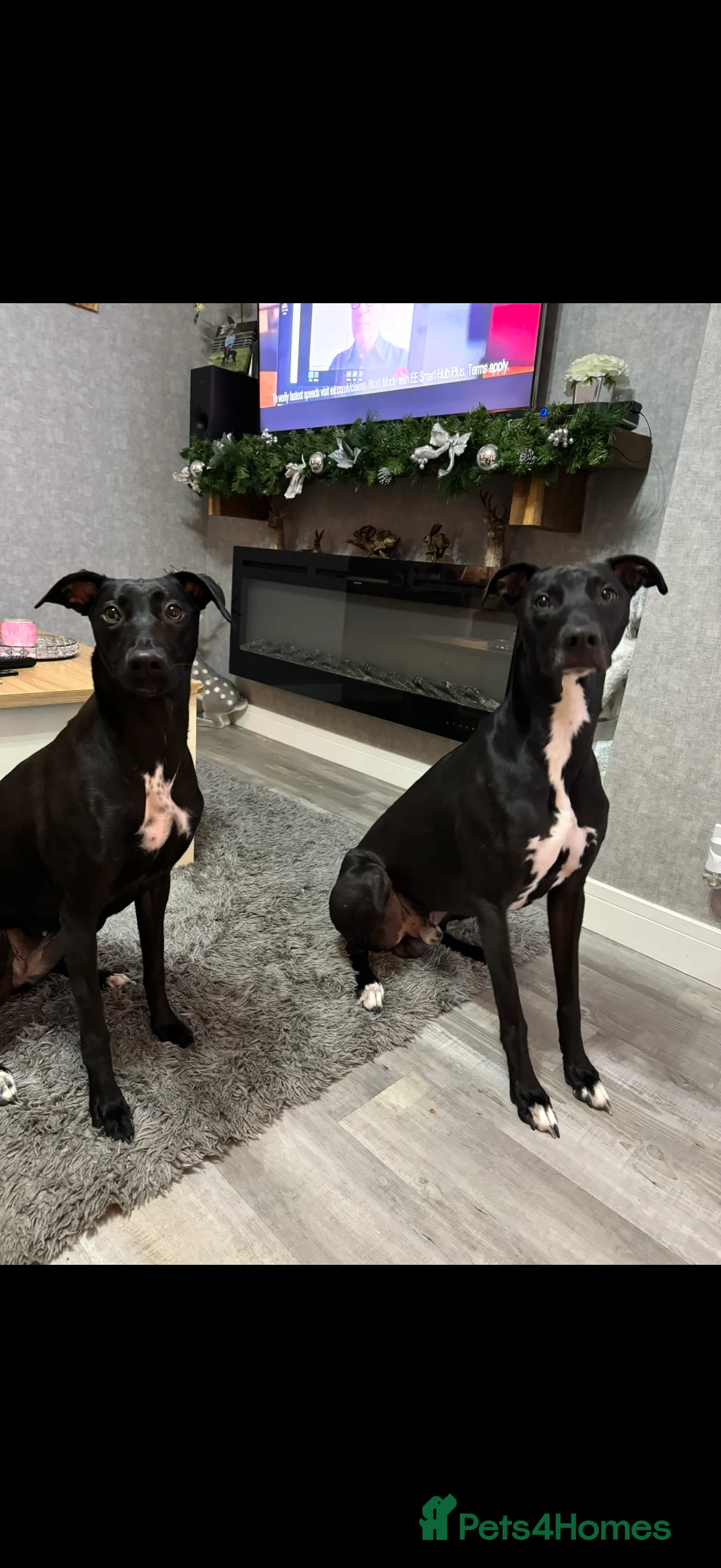 Lurcher dogs for sale: Bull greyhound bitch puppy  - Advert 6