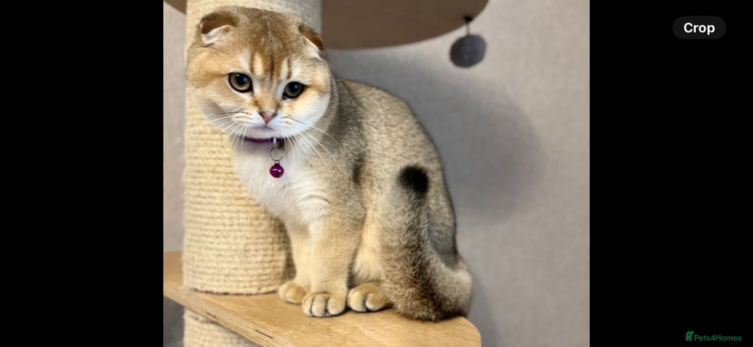 Scottish Fold cats for sale: Scottish Fold Kittens with TICA Registration - Advert 11