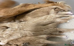 Cockapoo dogs for sale: Pra clear f1 cockpoo - Image 30