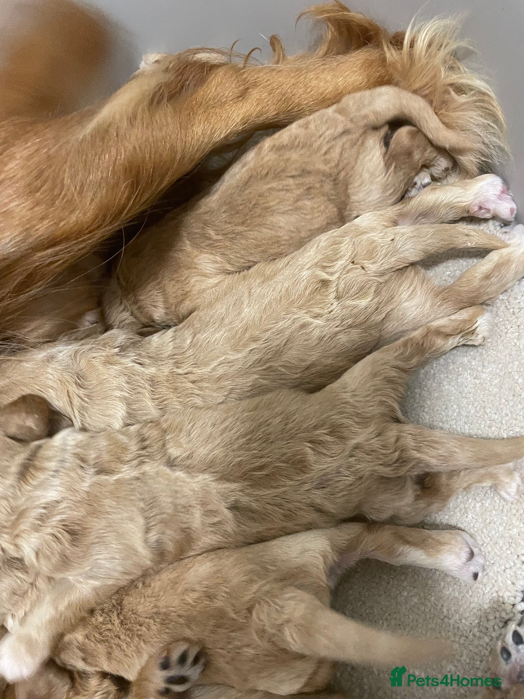 Cockapoo dogs for sale: Pra clear f1 cockpoo - Image 30