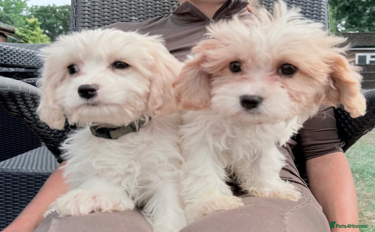 Cavachon dogs - Advert 2