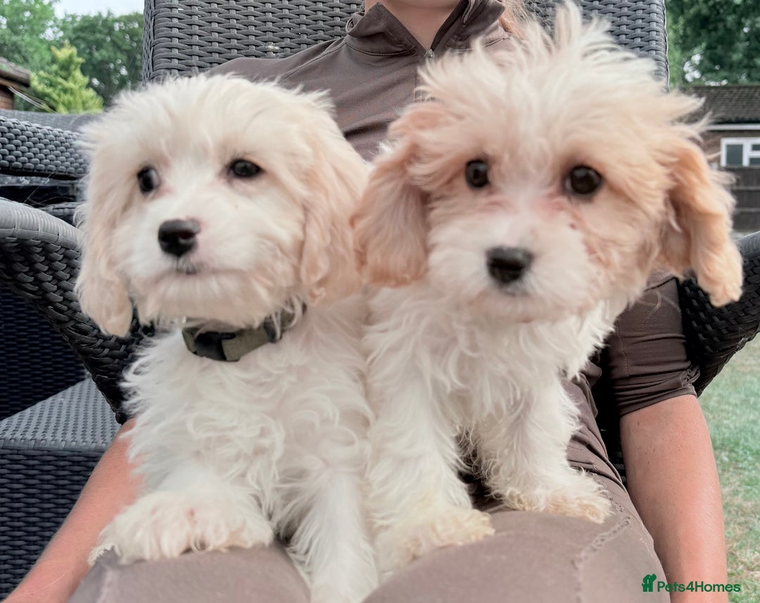 Cavachon dogs for sale: Cavachon puppies  - Image 6