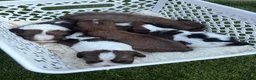 Mixed Breed dogs for sale: F1 Lhasaliers , all girls 💫 - Advert 10