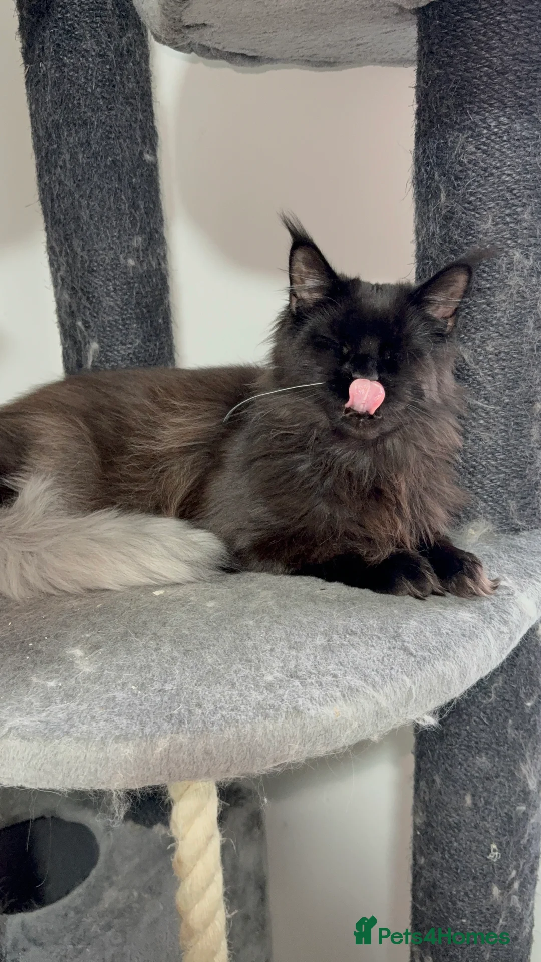 Maine Coon cats for sale: Tica registered black smoke female! - Advert 5