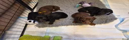 Miniature Dachshund dogs for sale: 3 male miniature dachshunds  - Advert 1