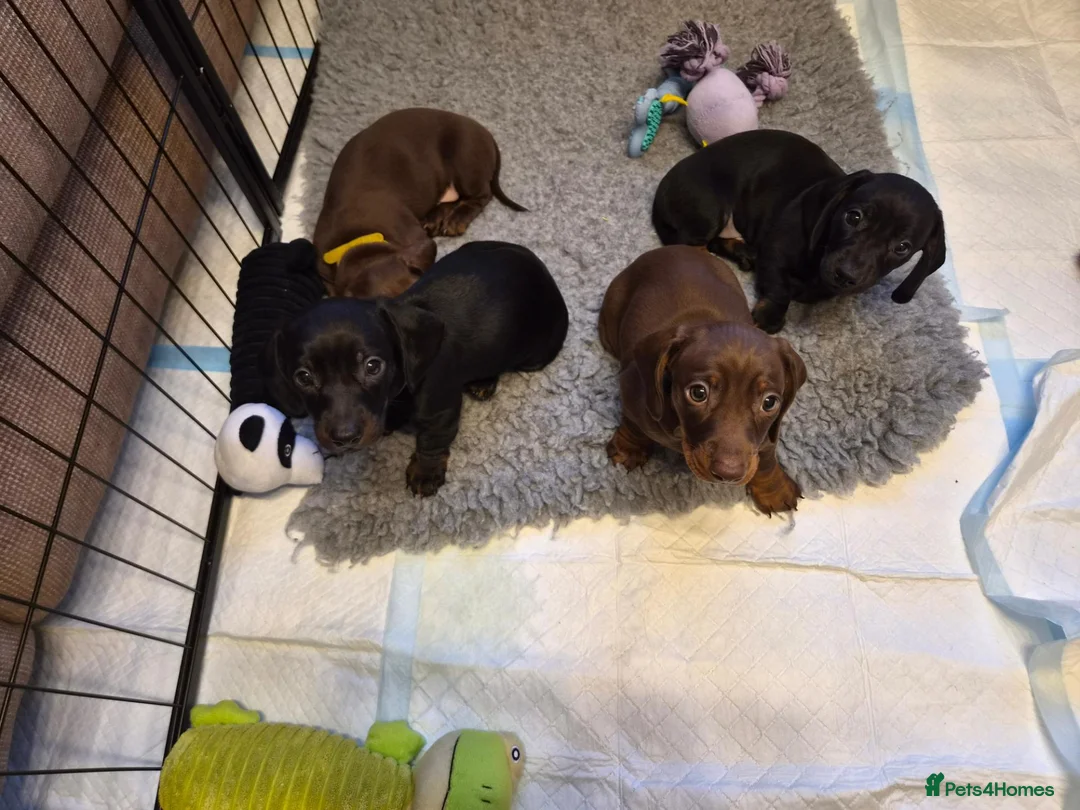 Miniature Dachshund dogs for sale: 3 male miniature dachshunds  - Advert 1
