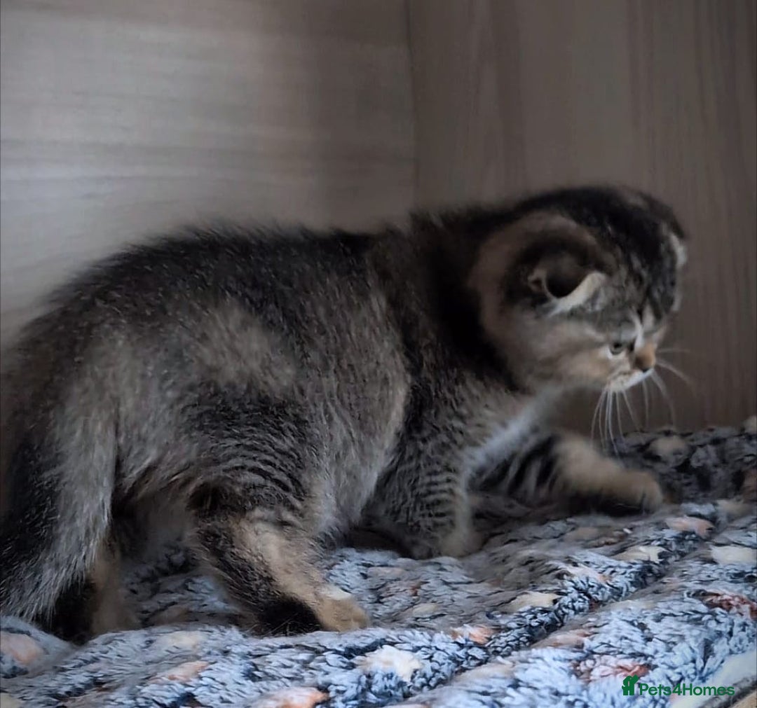 Scottish Fold cats for sale: 💙🩷LAST 2 SCOTTISH KITTENS ✅️TICA reg - Image 27