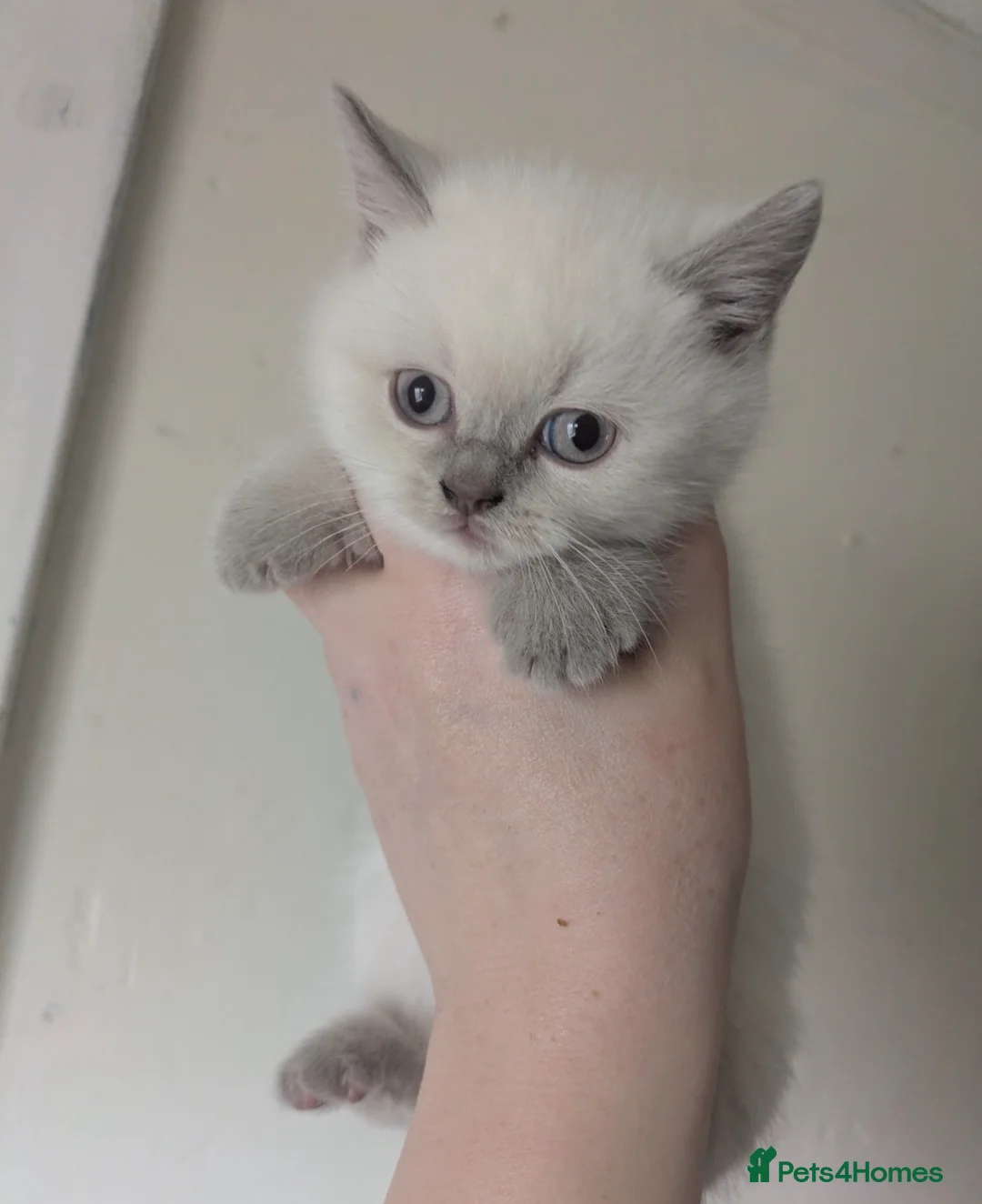 British Shorthair cats for sale: Chunky British shorthaired kittens - Advert 10