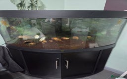 Snails invertebrates for sale: 14 African giant land snails  - Image 3