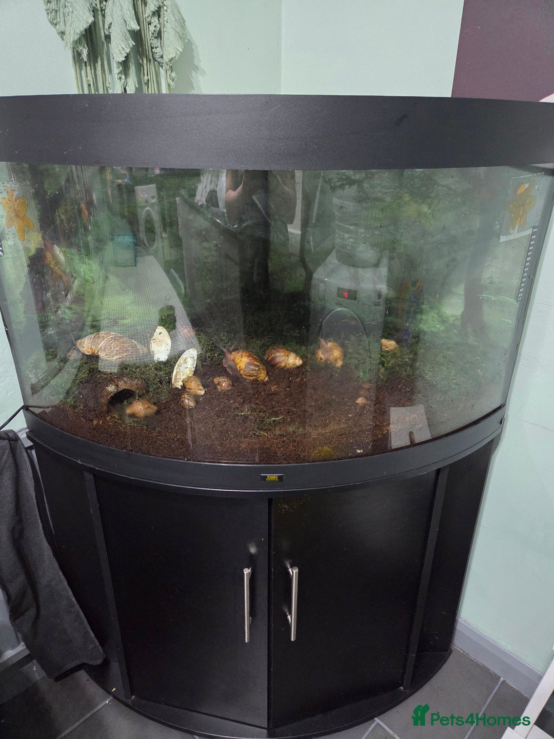 Snails invertebrates for sale: 14 African giant land snails  - Image 3