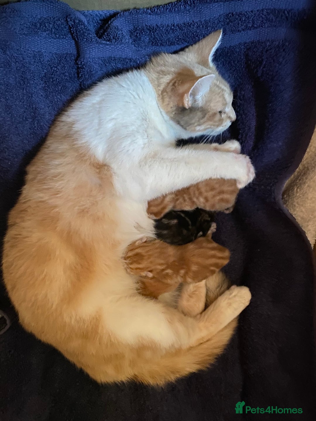 Mixed Breed cats for sale: Gorgeous Ginger And Tortoiseshell Female Kittens - Advert 24