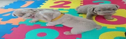 English Bulldog dogs for sale: 5 Generation 5 week old  chunky British  bulldogs  - Advert 16