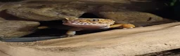 Leopard Gecko reptiles for sale: Female Leopard gecko  - Advert 4