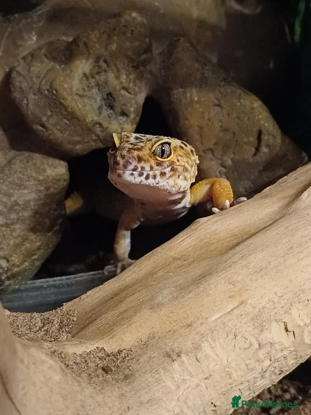 Leopard Gecko reptiles for sale: Female Leopard gecko  - Advert 4