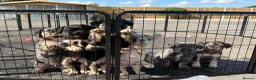 French Bulldog dogs for sale: Fluffy French bulldogs - Advert 4