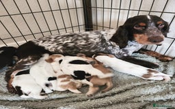 Cocker Spaniel dogs for sale: Beautiful Show Type Cocker Spaniels  - Image 2