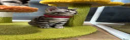 Bengal cats for sale: Stunning silver bengals. TICA reg & health tested - Advert 16