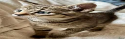 Bengal cats for sale: Glittery Bengal X With Famous References! - Advert 7