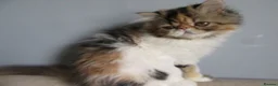 Persian cats for sale: Pedigree Persian female kitten - Advert 6
