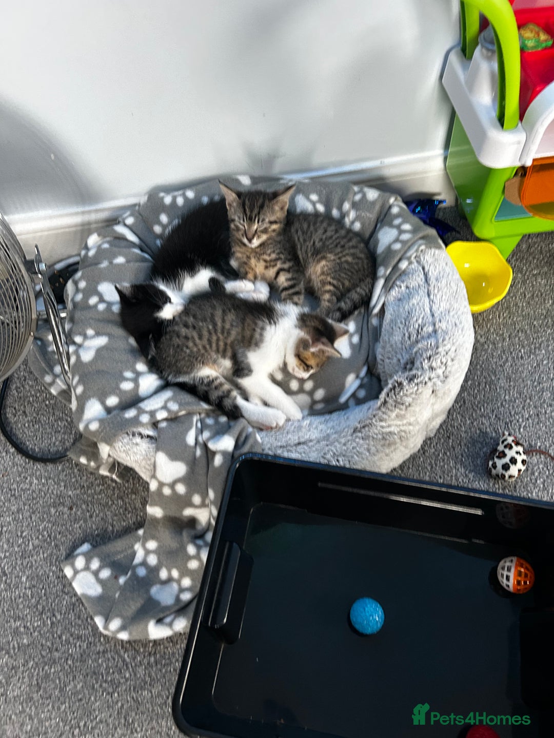 Mixed Breed cats for sale: 2 beautiful tabby girls and 1 Black & white Boy - Image 17