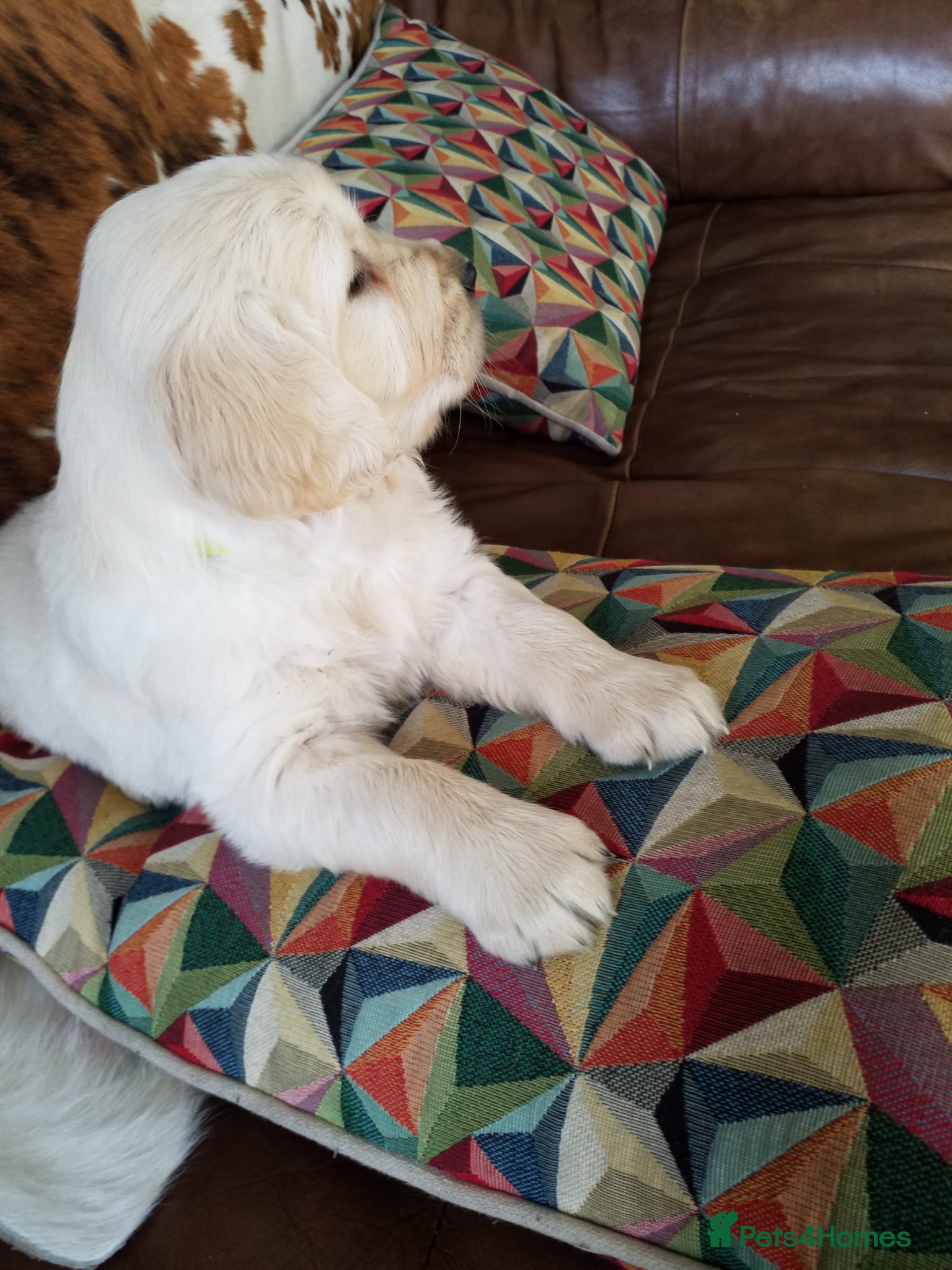 Golden Retriever dogs ** Last little boy ** - Advert 2