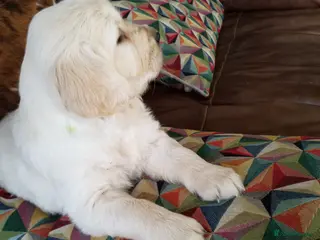 Golden Retriever dogs ** Last little boy ** - Advert 2