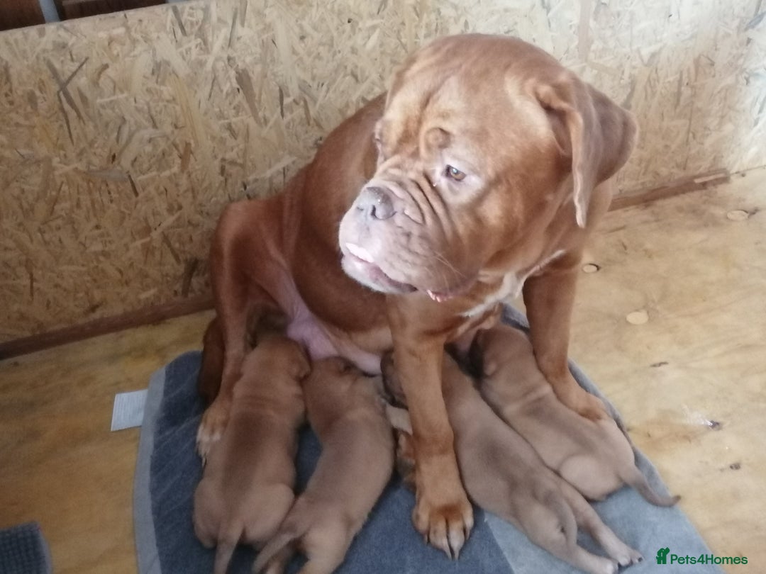 Dogue De Bordeaux dogs for sale: Gorgeous DOUGUE Babies - Image 9