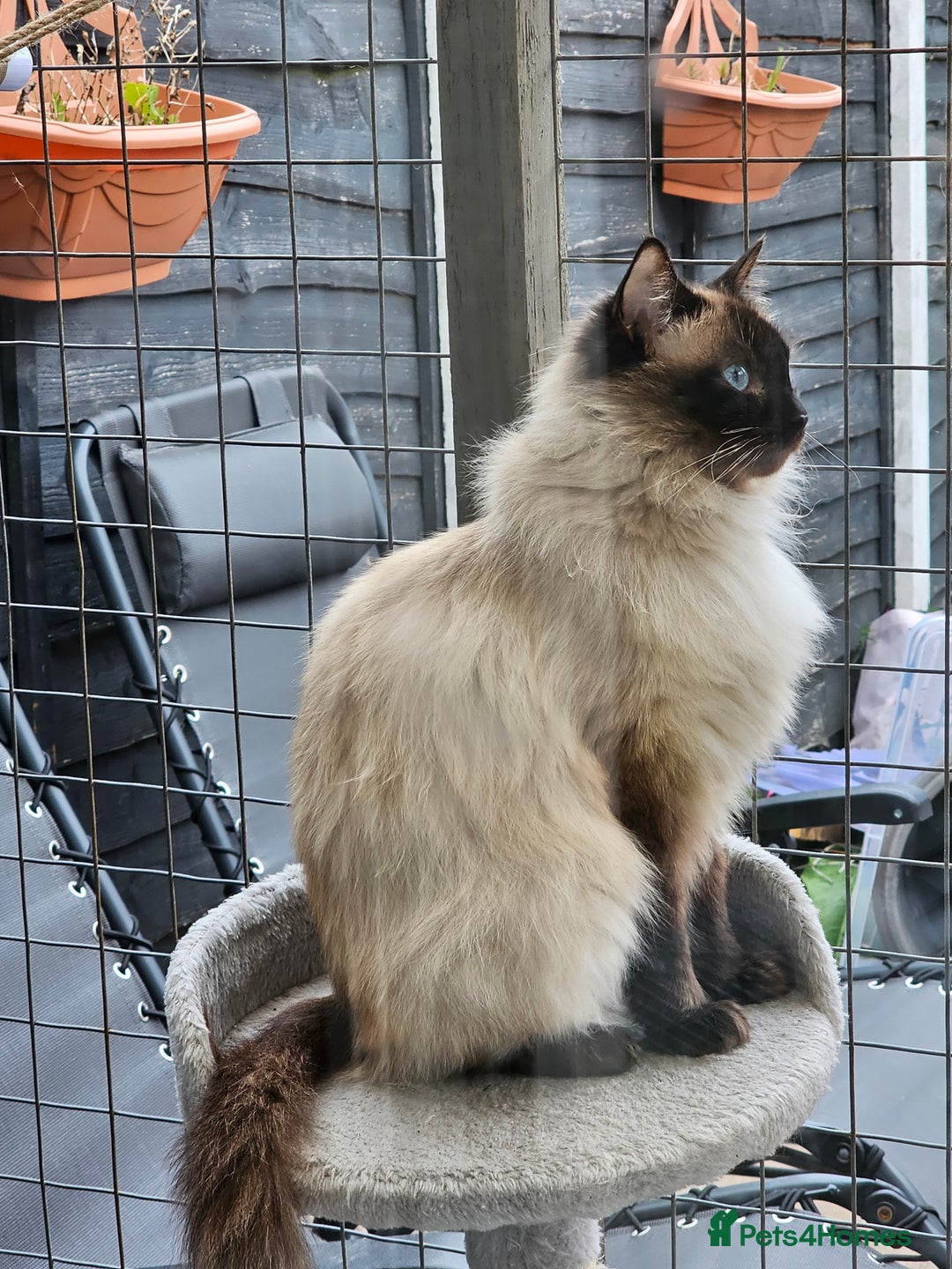 Ragcoon cats for sale: 2 Male kittens looking for forever homes  - Image 25