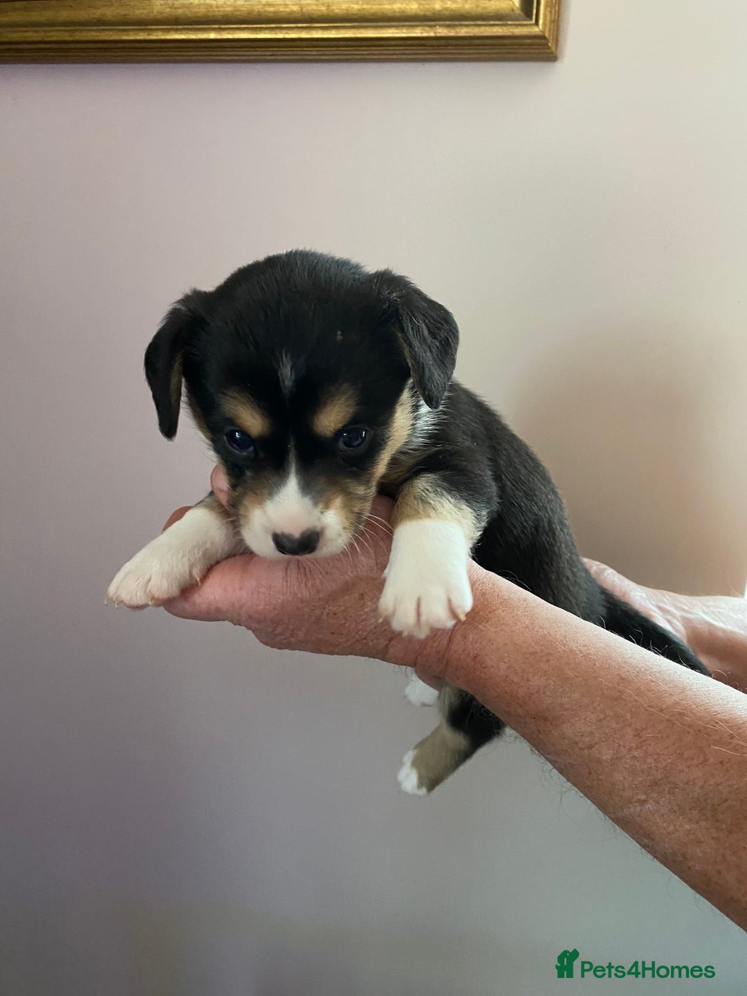 Welsh Corgi Cardigan dogs for sale: WELSH CARDIGAN CORGI BABIES - Advert 6