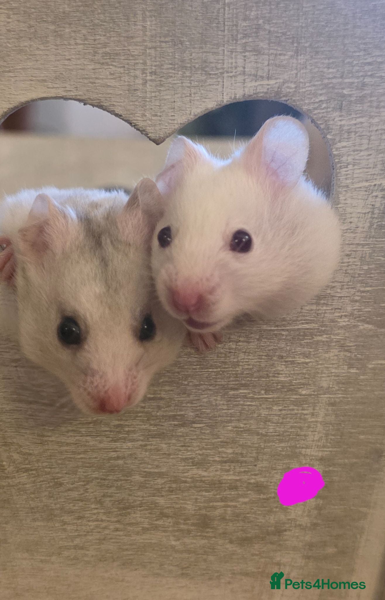 Hamster rodents 10 baby Syrian Hamsters  - Advert 3