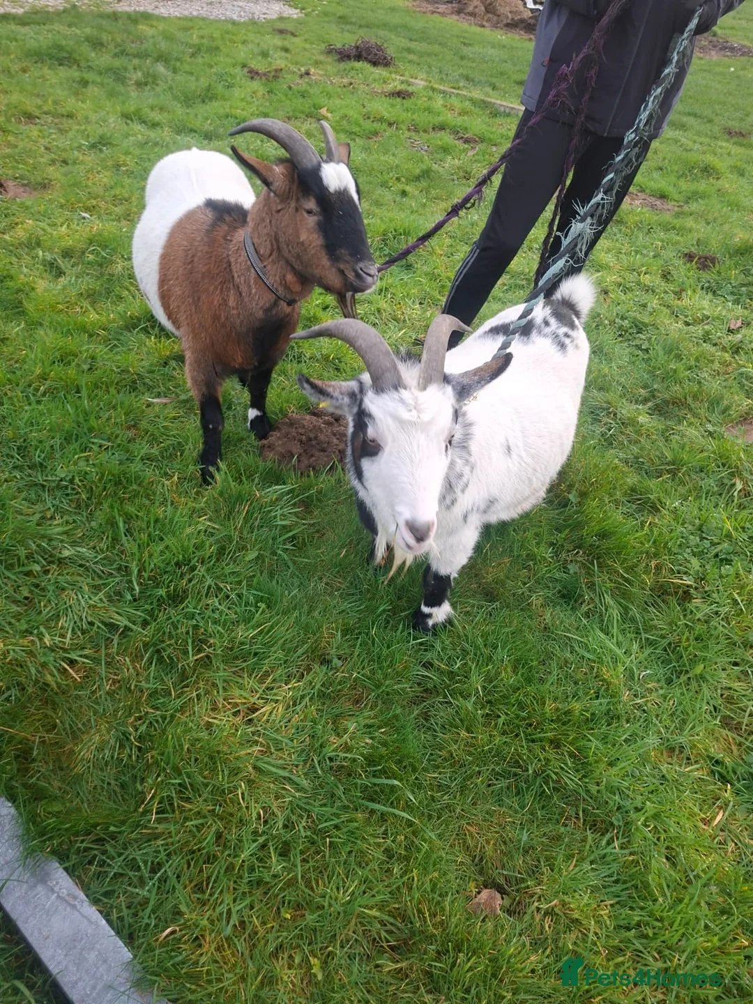 Goats livestock for sale: PygmyxNigerian male goats - Advert 3
