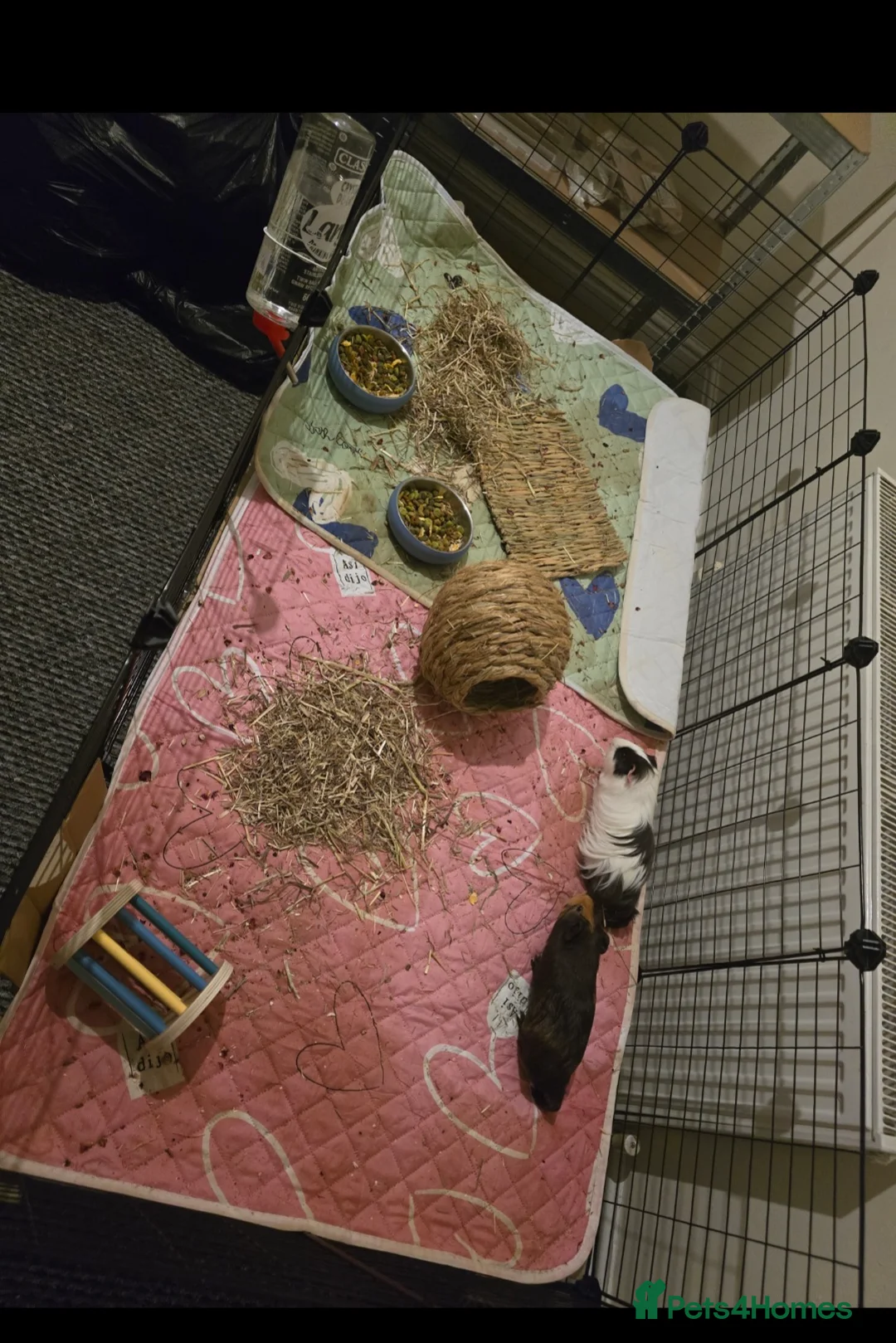 Guinea Pig rodents for sale: 2 male guinea pigs (expirienced owner needed) in Mexborough - Advert 4