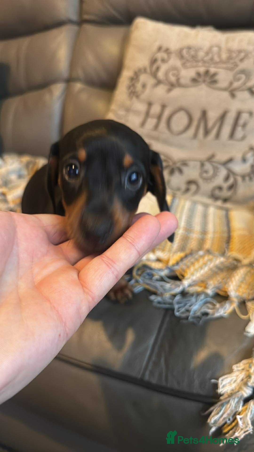 Miniature Dachshund dogs for sale: Miniature Dachshund Puppies ready to go 3/12/25 - Advert 29
