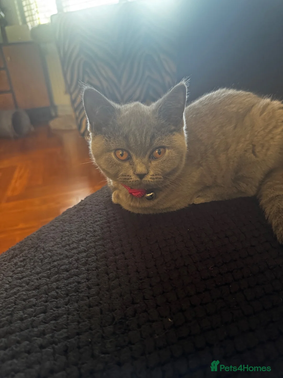 British Shorthair cats for sale: Mela  in Walsall - Advert 2