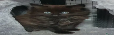 Maine Coon Kitten 1