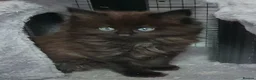 Maine Coon cats for sale: STUNNING FULL XL MAIN COONS  in Trimdon Station - Advert 5