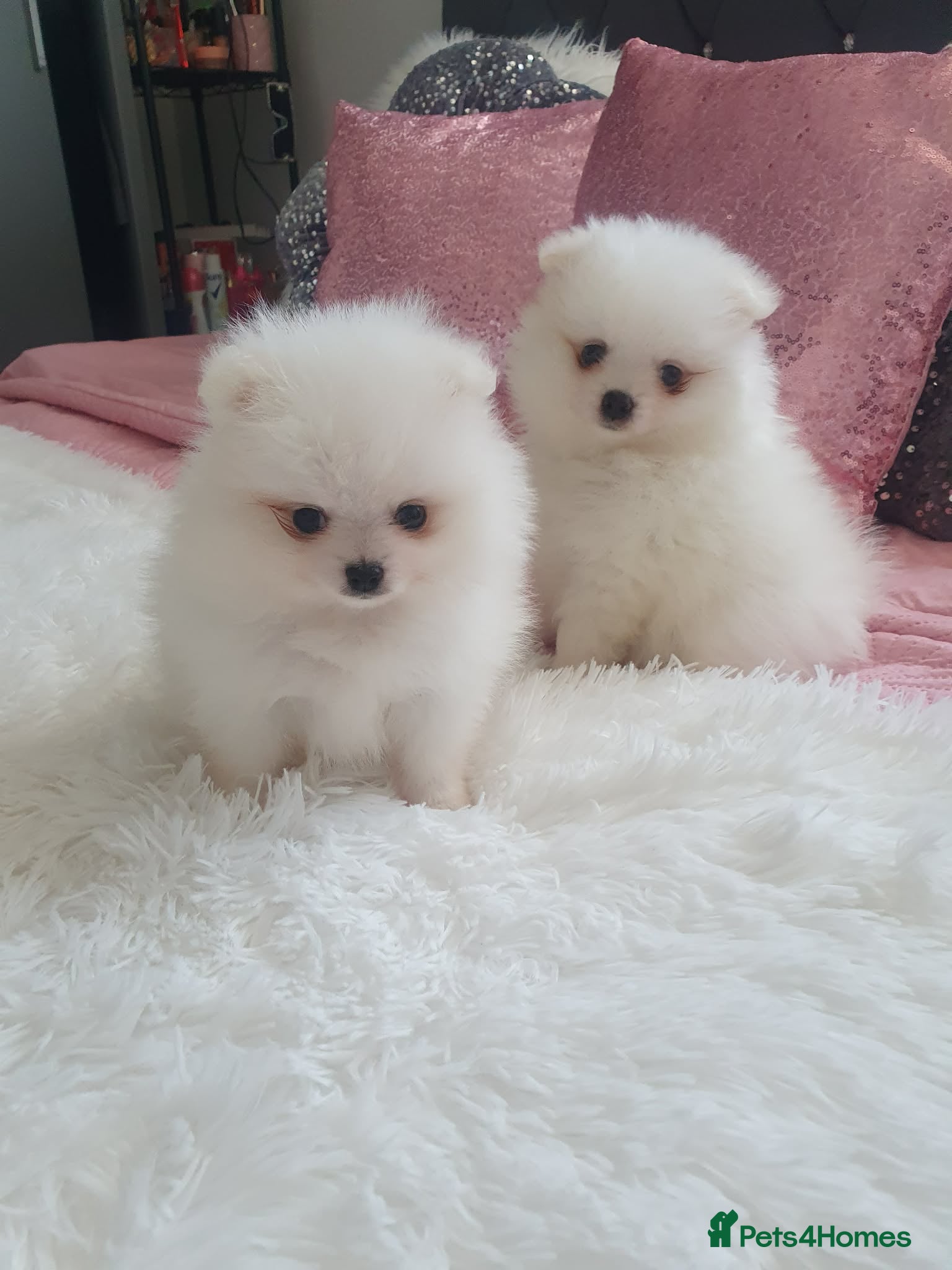 Pomeranian dogs Beautiful pomeranian pure breed puppies  - Advert 3