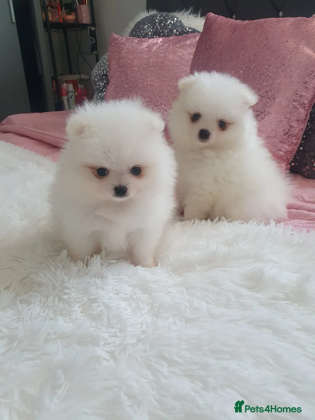 Pomeranian dogs for sale: Beautiful pomeranian pure breed puppies  - Advert 1