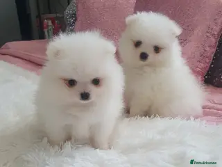 Pomeranian dogs Beautiful pomeranian pure breed puppies - Advert 3