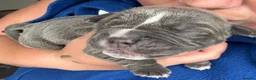 Olde English Bulldogge dogs for sale: Beautiful old English Bulldog Puppies for sale  - Advert 8