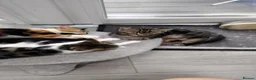 Mixed Breed cats for sale: 5 Beautiful Mix Breed Little Kittens For Sale in Hereford - Advert 18