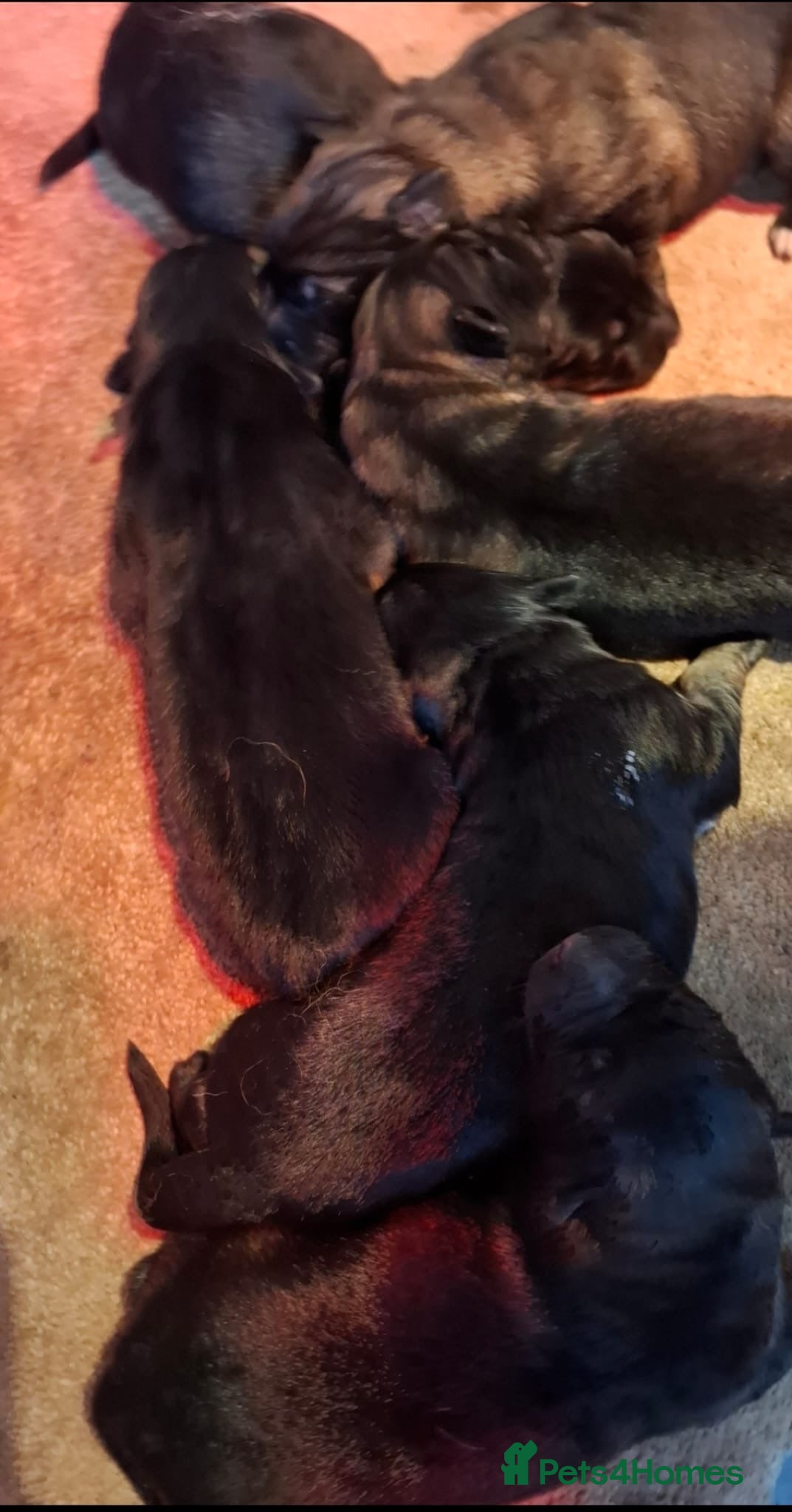 German Shepherd dogs stunning German Shepard puppies - Advert 1