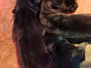 German Shepherd dogs stunning German Shepard puppies - Advert 4