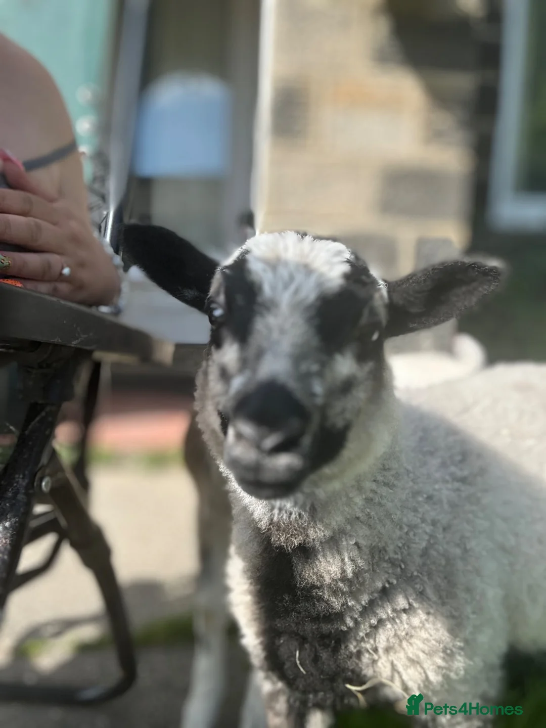 Sheep livestock for sale: Beautiful badger face lamb  - Advert 3