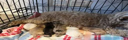 Cockapoo dogs for sale: Cockapoo puppy’s  - Advert 1
