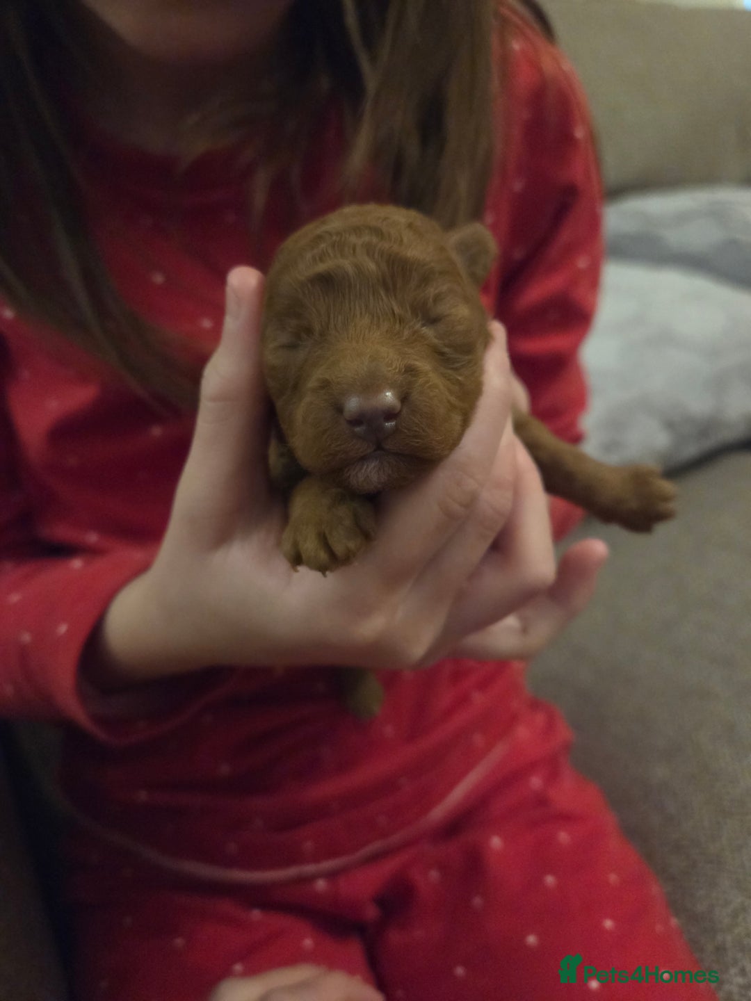 Toy Poodle dogs for sale: Excellent toy poodles! Fox red!  - Advert 5